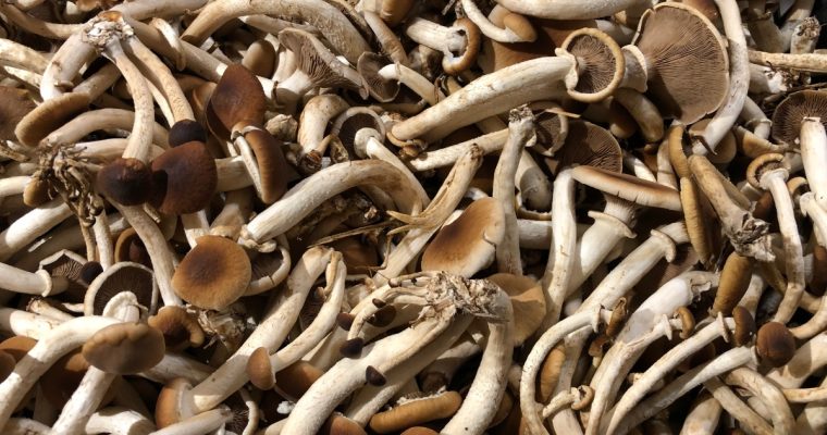 Senza andare in montagna al mercato si possono trovare ottimi funghi … i funghi e la pasta sono un ottimo connubio