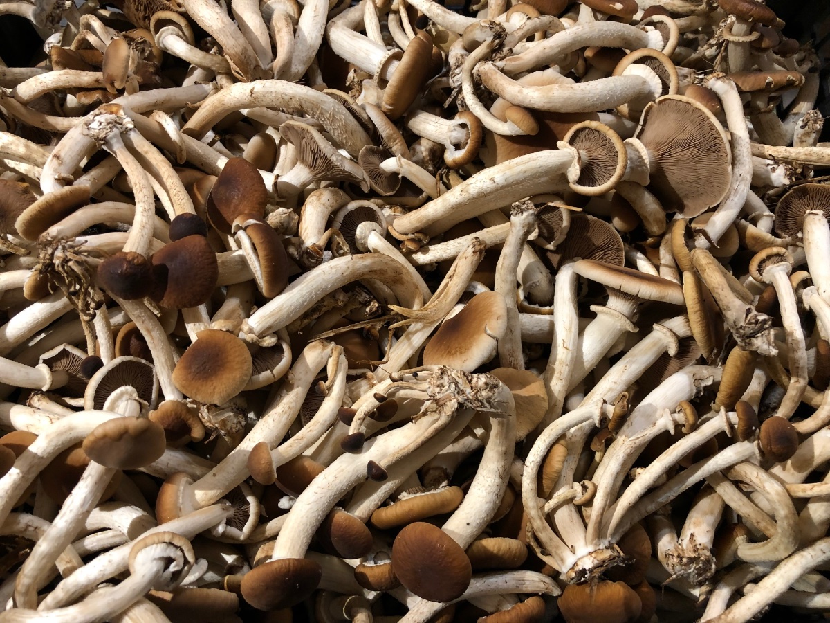 Senza andare in montagna al mercato si possono trovare ottimi funghi … i funghi e la pasta sono un ottimo connubio